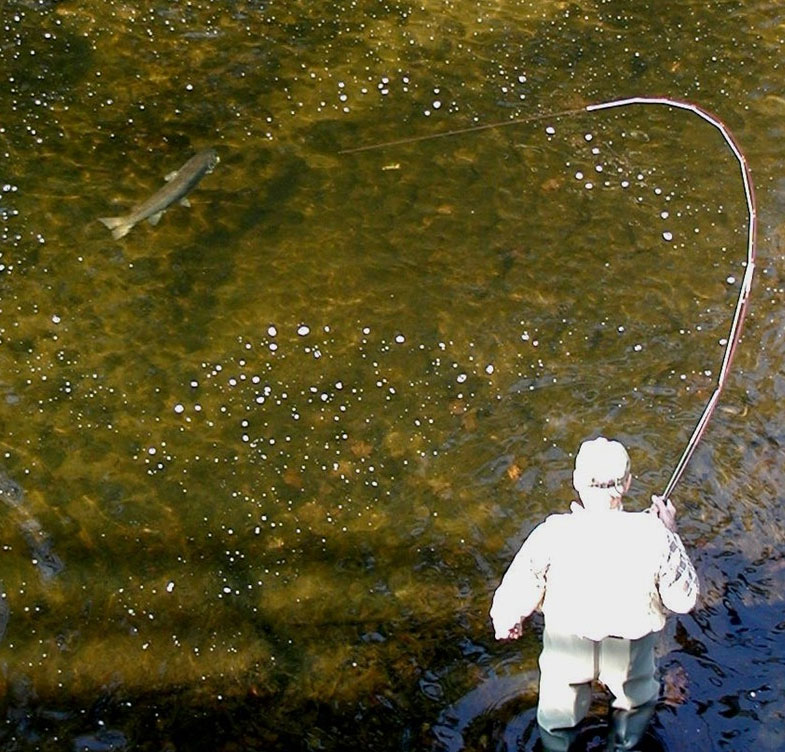 Naugatuck Police Department. salmon in Naugatuck River.