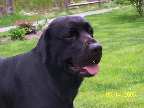 For sale AKC Black Lab puppies. Championship lines for hunting or pets, 