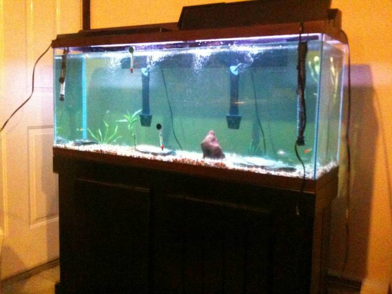 55 Gallon Fish Tank Aquarium Stand Filters Heaters Free