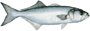 bluefish