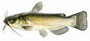 catfish